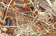 Coral snake showing typically reclusive behavior of hiding under rotting wood. This one was over 75 cm (30 in) long, but less than 25 mm (1 in) across. Coral snake1.jpg