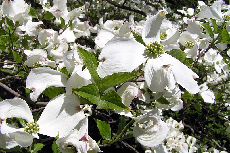 File:Cornus florida1.jpg