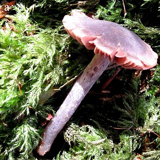 <i>Cortinarius britannicus</i> Species of fungus