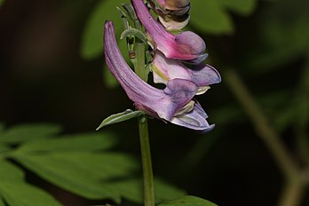 <center>Corydalis scouleri</center>