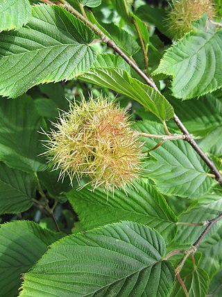 <i>Corylus ferox</i> Species of tree