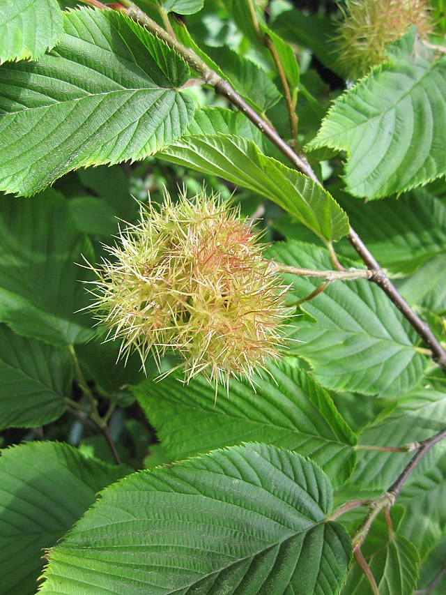 Лещина маньчжурская Corylus mandshurica