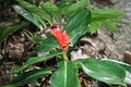 Costus scaber