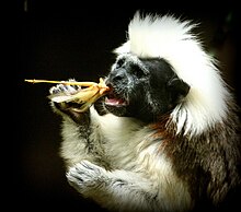 Cottontop tamarin monkey eating a grasshopper Cottontop tamarin.JPG