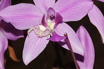 Crab spider