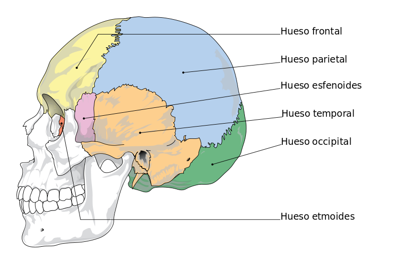 Cranial bones es.svg