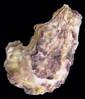 Portuguese oyster Species of bivalve