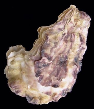 <span class="mw-page-title-main">Portuguese oyster</span> Species of bivalve