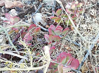 C. atropurpurea var anomala has reddish margins around its pubescent leaves. It has thick, succulent, decumbent stems and erect hairs. Crassula atropurpurea var anomala - Worcester.jpg