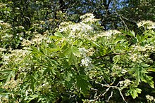 Crataegus songarica kz07.jpg