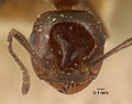 Miniatuur voor Bestand:Crematogaster inops casent0101163 head 1.jpg