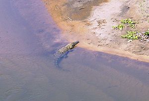 Mpumalanga Krokodilrivier