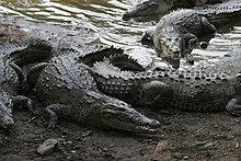 Crocodilia - Wikipedia, la enciclopedia libre