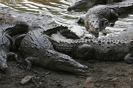 Fail:Crocodylus_acutus_05.jpg