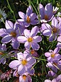 Crocus minimus