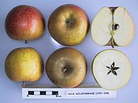 Cross section of Neue Goldparmane, National Fruit Collection (acc. 1951-048) .jpg