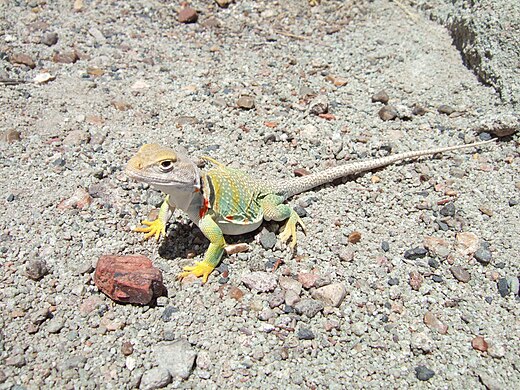 Ошейниковая игуана. Ошейниковая агама. Пустынная игуана. Crotaphytus collaris.