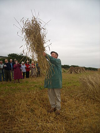 <span class="mw-page-title-main">Crying the Neck</span> Harvest ritual in the United Kingdom