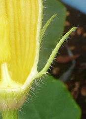 Sépalos de lóbulos filiformes.