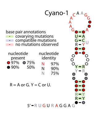 <span class="mw-page-title-main">Yfr2</span> Family of non-coding RNAs