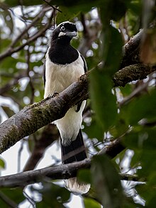 Cyanocorax cayanus Cayenne Jay; Porto Grande, Amapa, Brazil (cropped).jpg