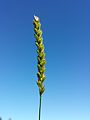 Inflorescence