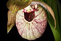 Cypripedium franchetii Labellum