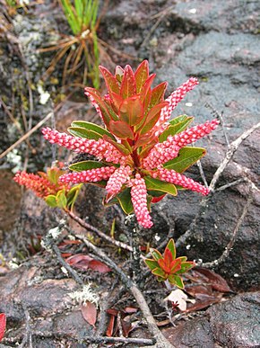 Description de l'image Cyrilla racemiflora Roraima.jpg.
