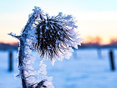 Frost on a thistle in Hausdülmen, North Rhine-Westphalia, Germany