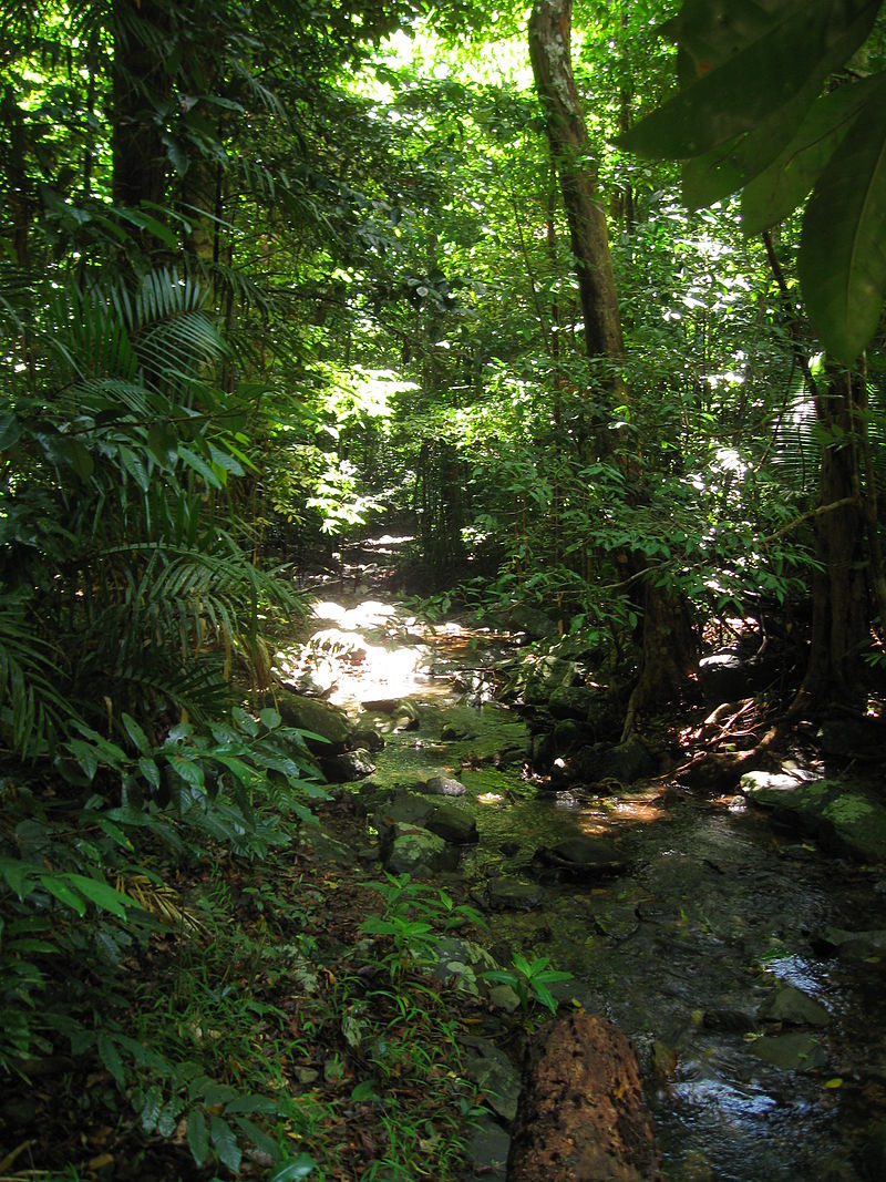 Floresta australiana de Daintree