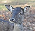 Fallow Deer (Dama dama) Damhirsch