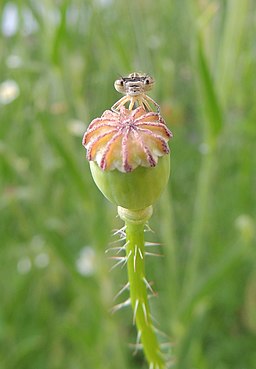 Damselfly on a poppy seed pod, Sandy, Bedfordshire (14459158976)