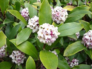 <i>Daphne odora</i> Species of plant