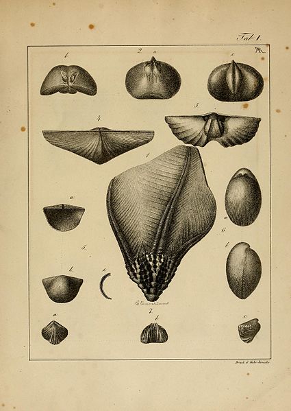 File:Das Rheinische Uebergangsgebirge (Plate I) BHL31063574.jpg