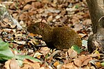 Vorschaubild für Agouti