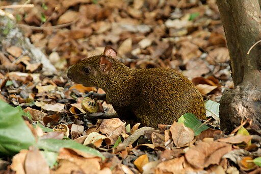 Dasyprocta punctata (Mexico)