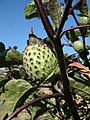 Datura metel