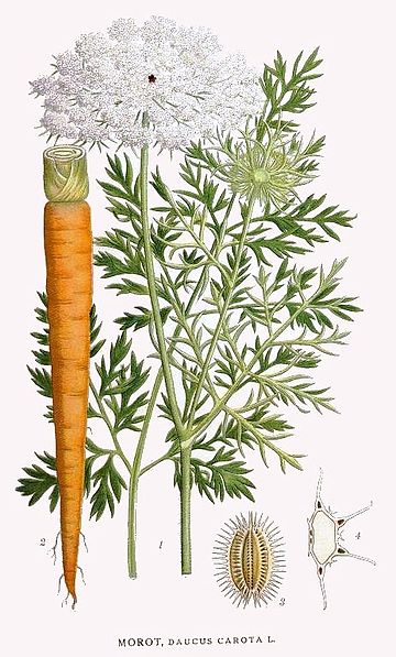 Daucus carota