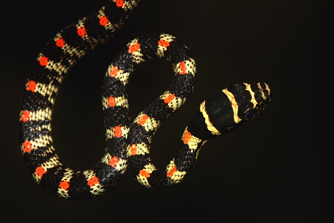 Украшенная змея. Chrysopelea Ornata. Хризопелея змея. Украшенная древесная змея. Обыкновенная украшенная змея.