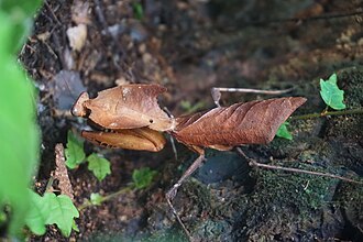 Dead leaf mantis in captivity at San Diego Zoo. Dead Leaf.jpg