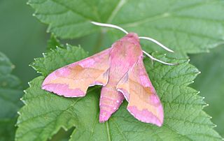 <i>Deilephila porcellus</i> species of insect