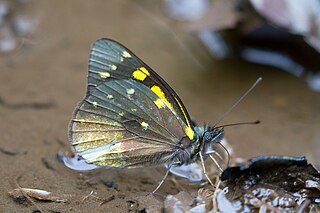 <i>Delias microsticha</i> Species of butterfly