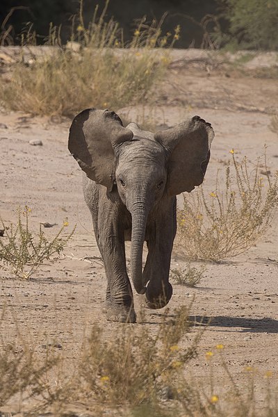 File:Desert elephant (Loxodonta africana) juvenile 3 years charging.jpg