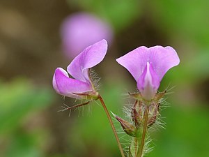 Creeping Tick Trefoil (Desmodium triflorum)