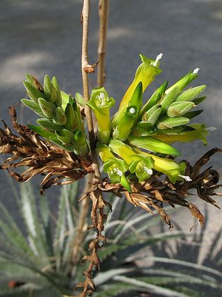 <i>Deuterocohnia glandulosa</i> Species of flowering plant