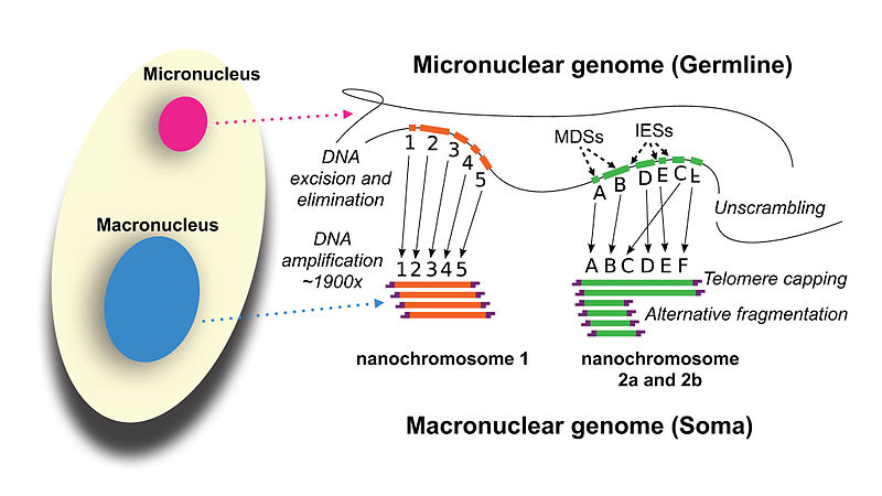 File:Development of the Oxytricha macronuclear genome.jpg