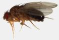 Subgenus Drosophila