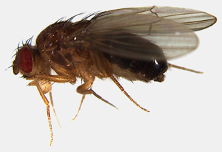 <i>Drosophila funebris</i> Species of fly