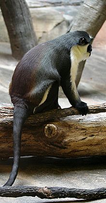 Diana monkey Diana Monkey.jpg