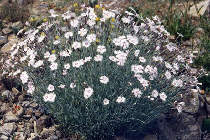 File:Dianthus plumarius.jpg